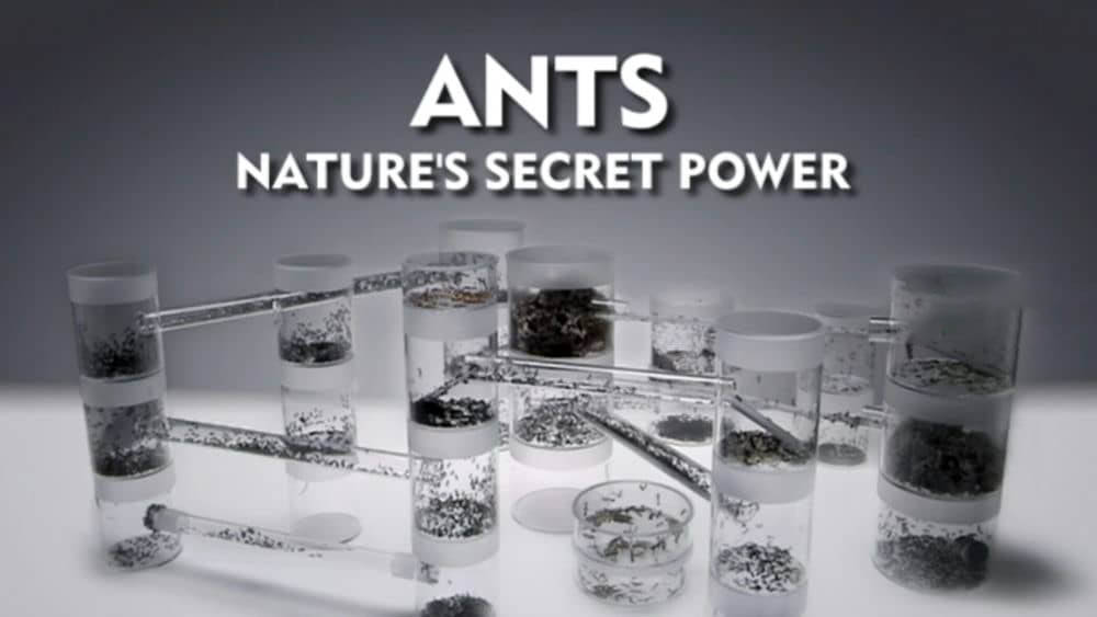 德国纪录片《蚂蚁：大自然的神秘力量 Ants:Nature's Secret Power 2004》[全1集][中英双字][1080P][720P][网盘][资源下载]