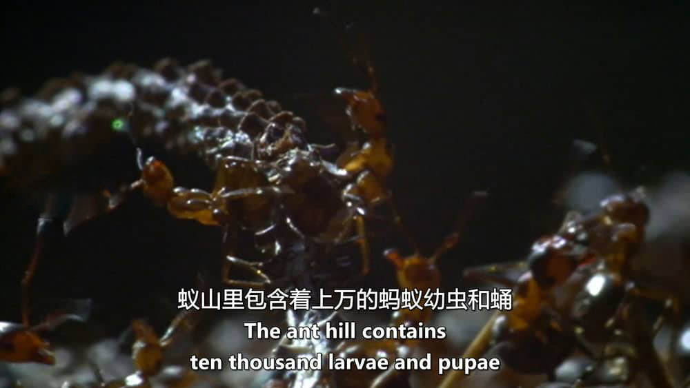 德国纪录片《蚂蚁：大自然的神秘力量 Ants:Nature's Secret Power 2004》[全1集][中英双字][1080P][720P][网盘][资源下载]