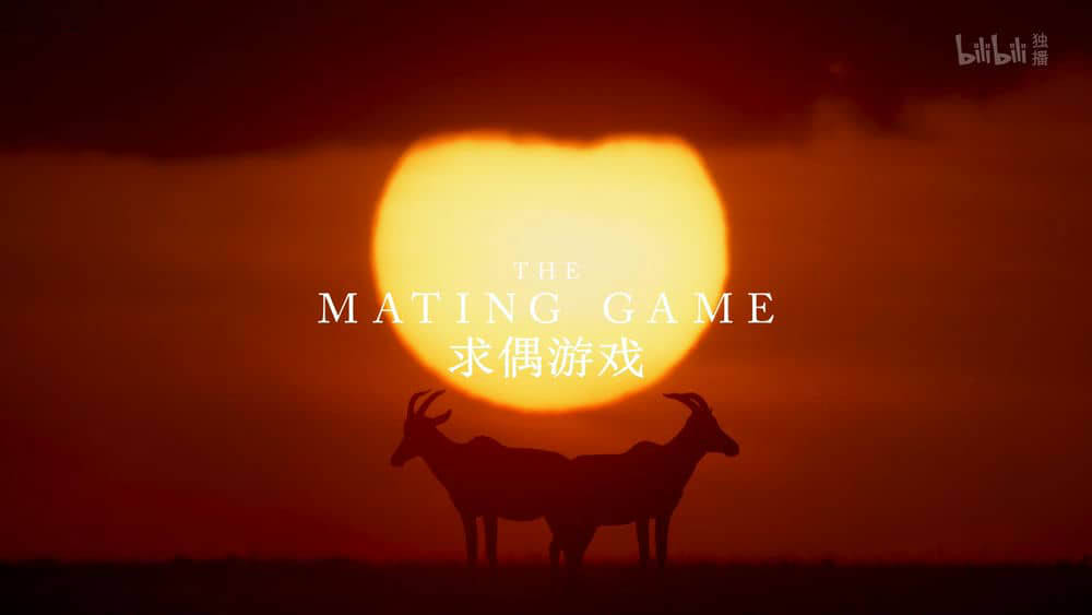 BBC纪录片《求偶游戏 The Mating Game 2021》[全5集][中英双字][4K][网盘][资源下载]