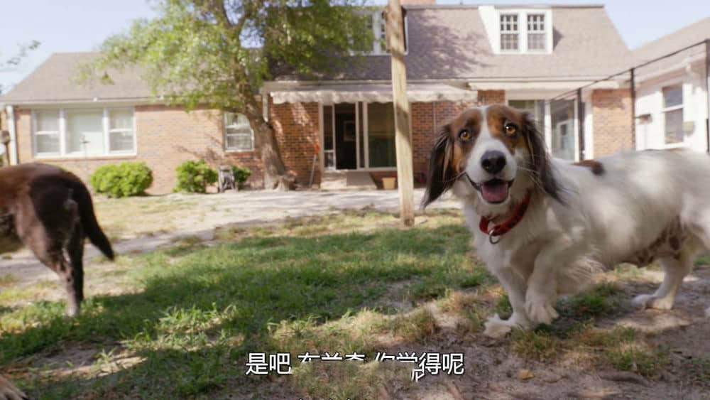 Netflix纪录电影《同一汪檐下 Life in the Doghouse 2018》[中字][1080P][网盘][资源下载]