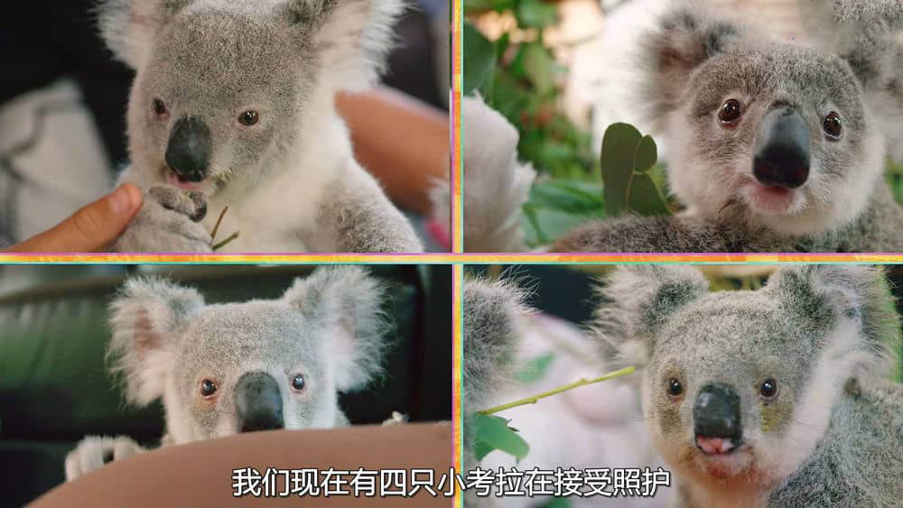 Netflix纪录片《伊兹的考拉世界 Izzy's Koala World 2021》[第二季全8集][中字][1080P][网盘][资源下载]