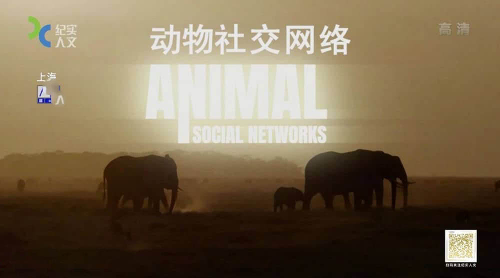 上海纪实频道纪录片《动物社交网络 Animal Social Networks》[全5集][中字][DVD画质][网盘][资源下载]