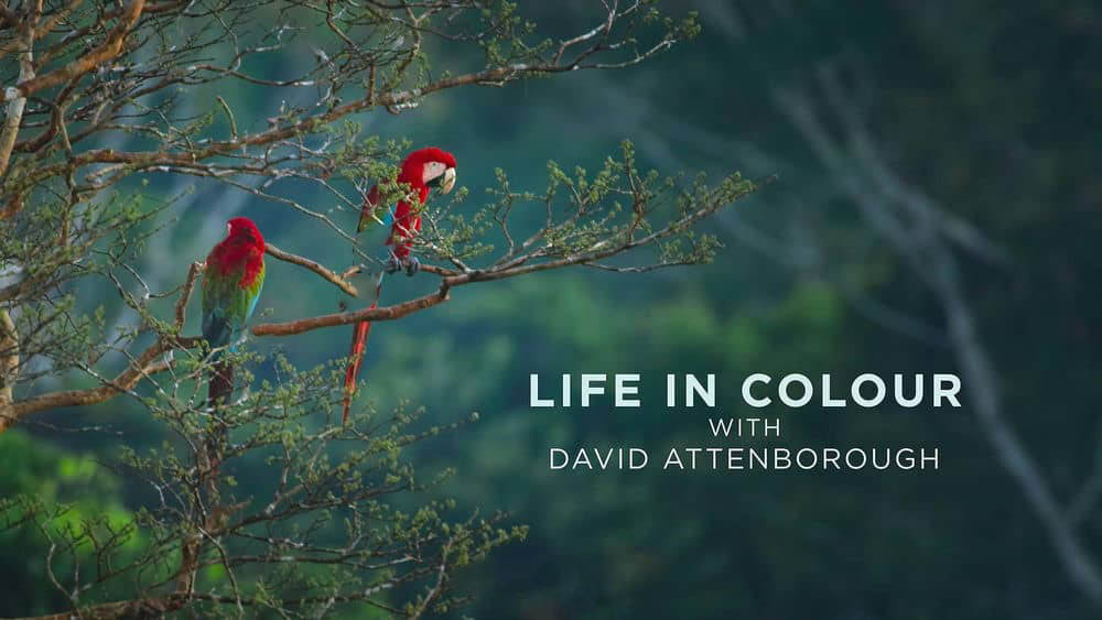 Netflix纪录片《生命之色 自然本色 Life In Colour With David Attenborough2021》[全3集][中字][4K][1080P][网盘][资源下载]