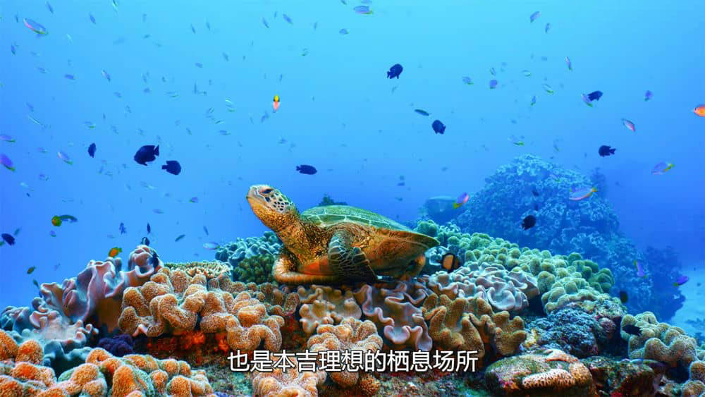 IMAX纪录片《龟女士的奥德赛 Turtle Odyssey 2018》[全1集][无字幕][外挂字幕][4K][网盘][资源下载]