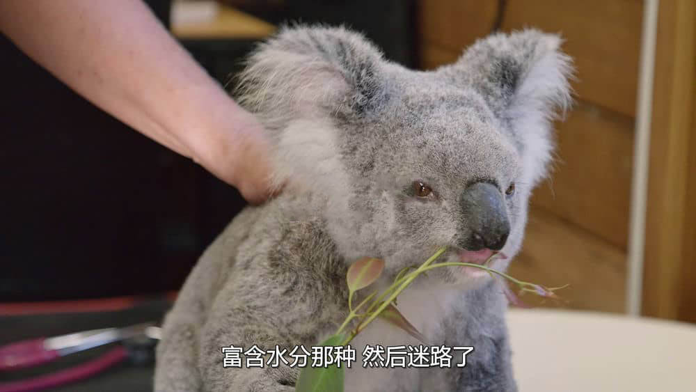 Netflix纪录片《伊兹的考拉世界 Izzy's Koala World 2020》[全8集][无字幕][外挂字幕][1080P][网盘][资源下载]