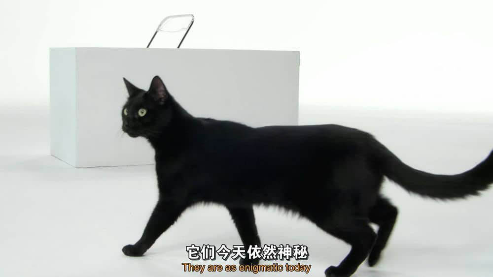 PBS纪录片《猫的故事 Cat Tales 2020》[全1集][中英双字][1080P][网盘][资源下载]