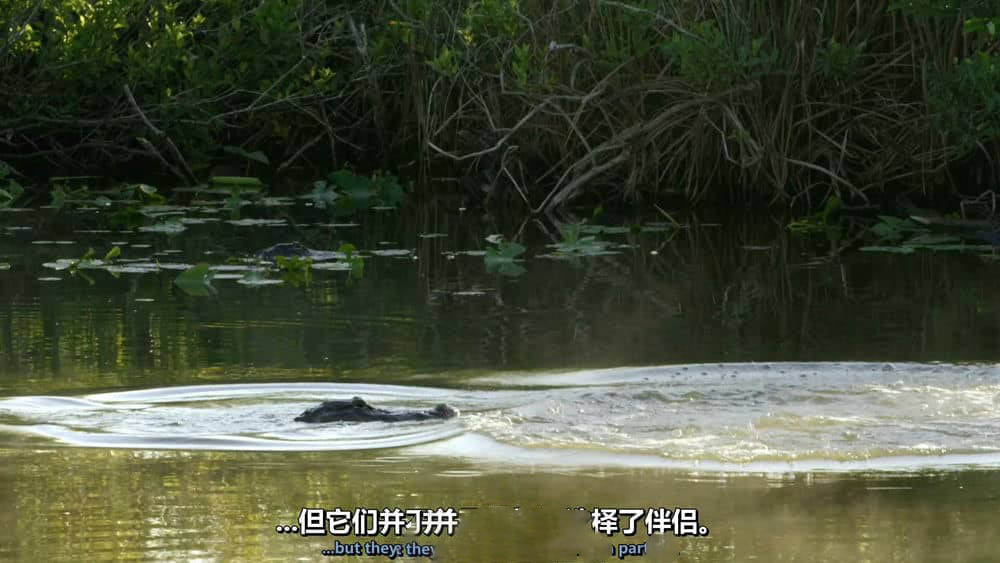 BBC纪录片《佛罗里达：美国的动物天堂 Florida:America's Animal Paradise 2019》[全1集][无字幕][外挂字幕][1080P][网盘][资源下载]