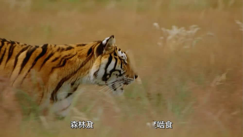 IMAX纪录片《印度：老虎王国 India:Kingdom of the Tiger 2002》[全1集][无字幕][外挂字幕][720P][网盘][资源下载]