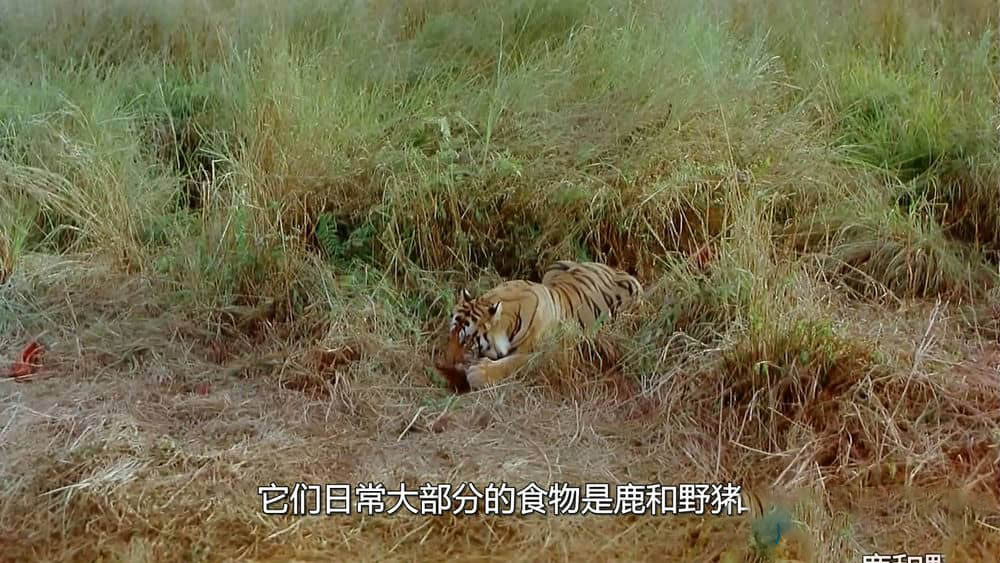 IMAX纪录片《印度：老虎王国 India:Kingdom of the Tiger 2002》[全1集][无字幕][外挂字幕][720P][网盘][资源下载]