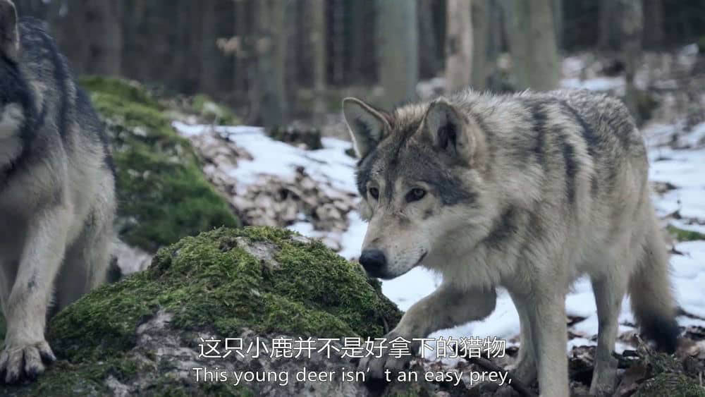 英国纪录片《庇护所：阿尔卑斯山求生记 The Sanctuary:Survival Stories of the Alps 2020》[全2集][中英双字][1080P][网盘][资源下载]