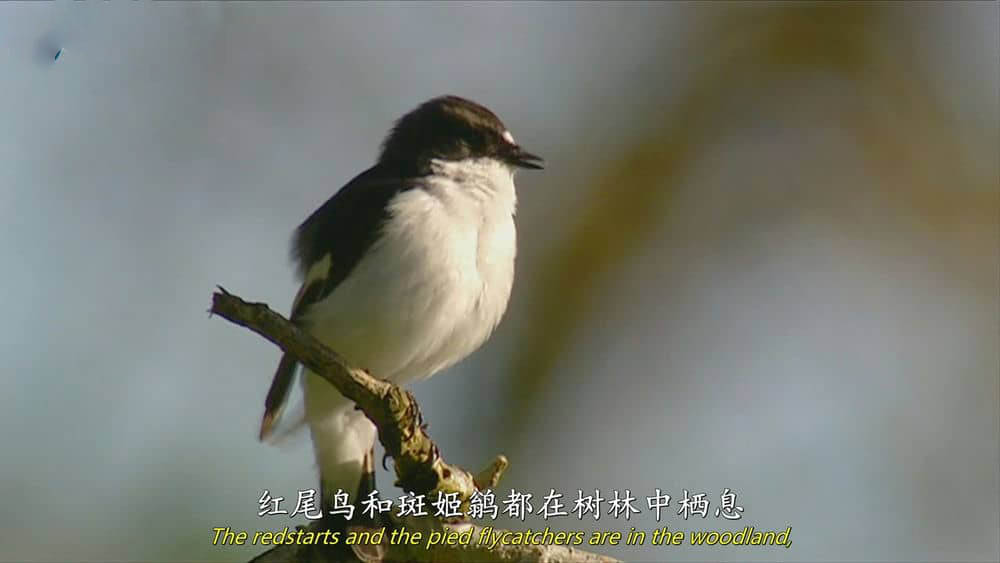 BBC纪录片《野外奇境年鉴 A Year in the Wild 2012》[全3集][无字幕][外挂字幕][720P][网盘][资源下载]