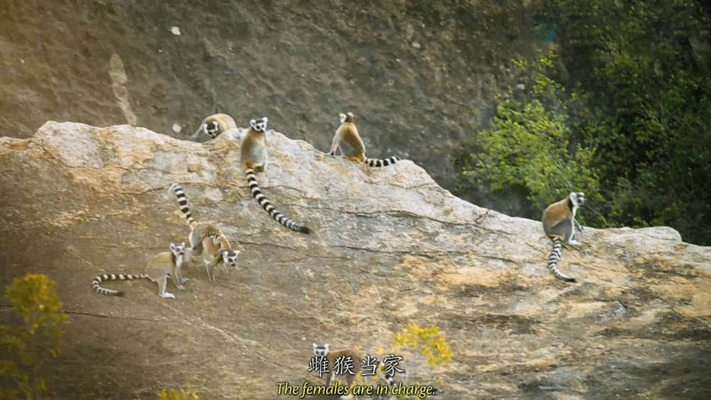 IMAX纪录片《马达加斯加：狐猴之岛 Island of Lemurs:Madagascar》[全1集][中英双字][3D][1080P][720P][网盘][资源下载]