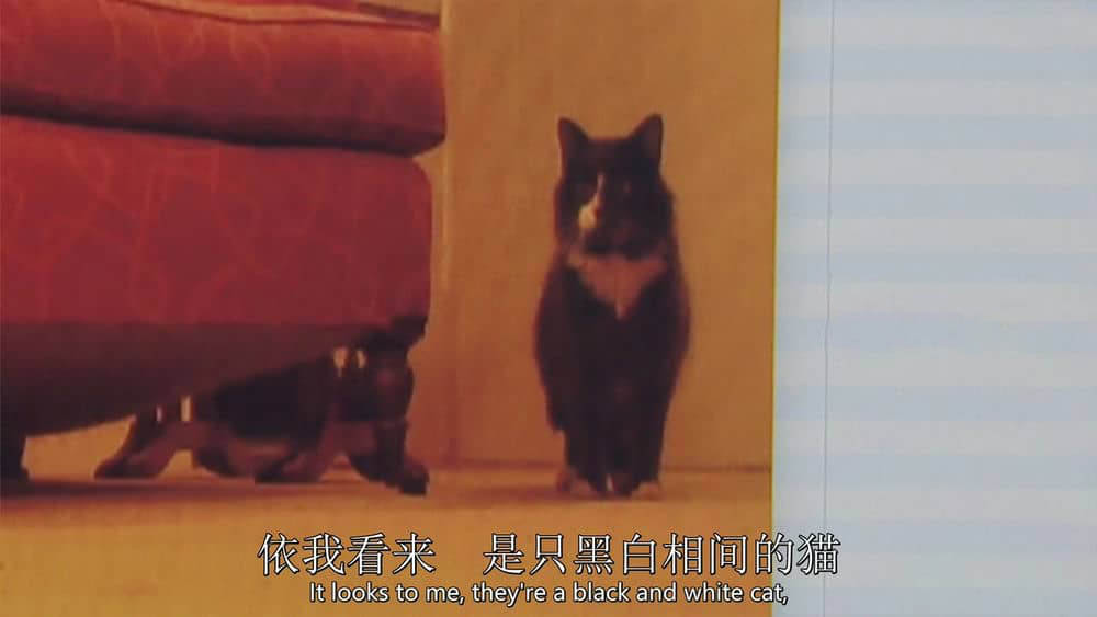 BBC纪录片《小猫日记 Little Cat Diaries 2013》[全1集][无字幕][外挂字幕][720P][网盘][资源下载]