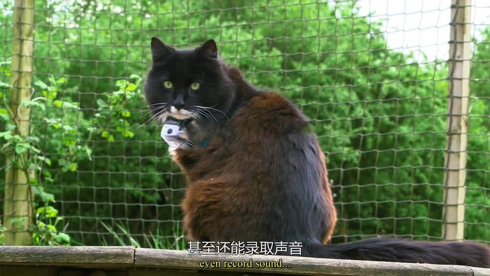 BBC纪录片《猫的秘密生活 The Secret Life of the Cat 2013》[全1集][无字幕][外挂字幕][720P][网盘][资源下载]