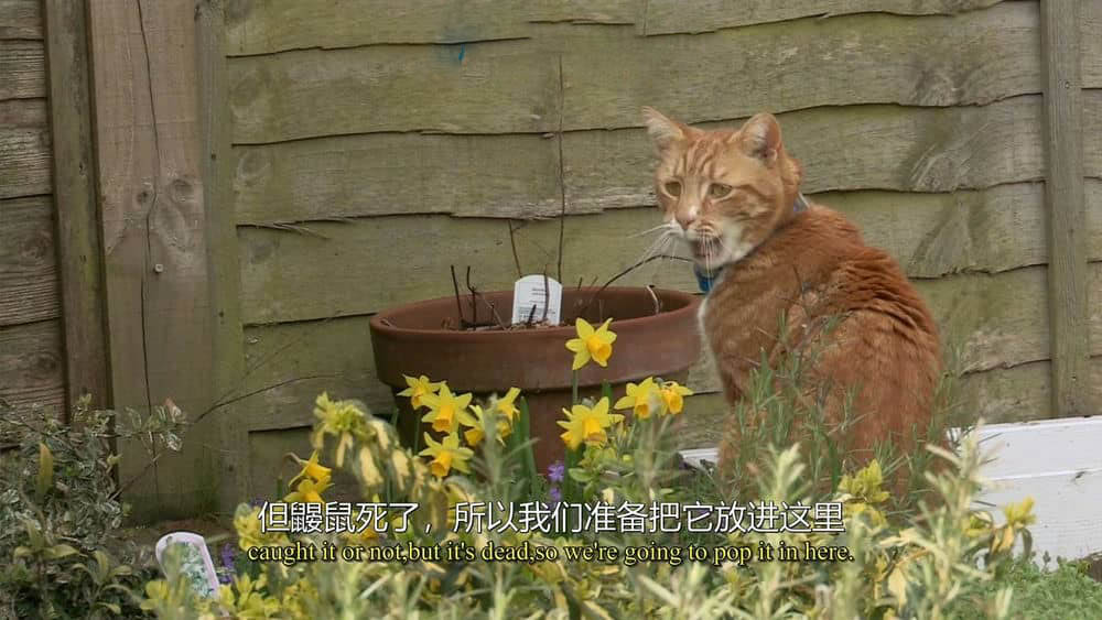 BBC纪录片《猫的秘密生活 The Secret Life of the Cat 2013》[全1集][无字幕][外挂字幕][720P][网盘][资源下载]