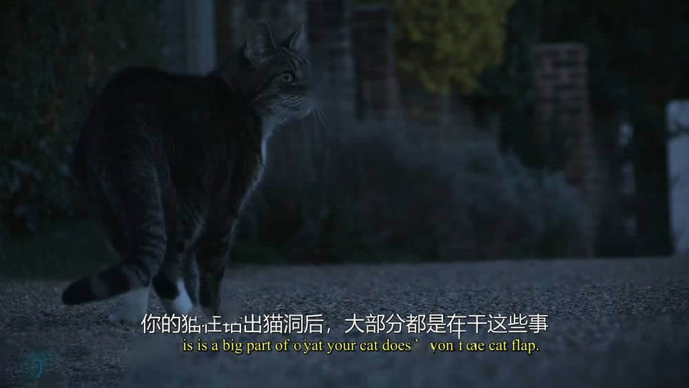 BBC纪录片《猫的秘密生活 The Secret Life of the Cat 2013》[全1集][无字幕][外挂字幕][720P][网盘][资源下载]