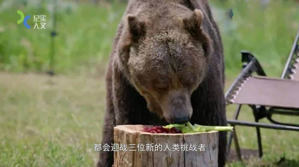 上海纪实频道纪录片《人熊大战 Man Vs Bear》[全8集][中字][DVD画质][网盘][资源下载]