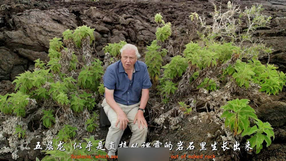 BSkyB纪录片《加拉帕戈斯 3D Galapagos With David Attenborough 2013》[全3集][无字幕][外挂字幕][1080P][网盘][资源下载]