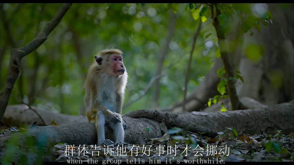 Disney纪录片《猴子王国 Monkey Kingdom 2015》[全1集][无字幕][外挂字幕][1080P][网盘][资源下载]