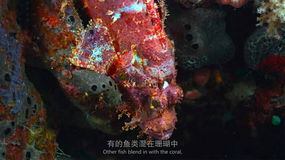 IMAX纪录片《最后的珊瑚礁 The Last Reef:Cities Beneath the Sea 2012》[全1集][中英双字][4K][网盘][资源下载]