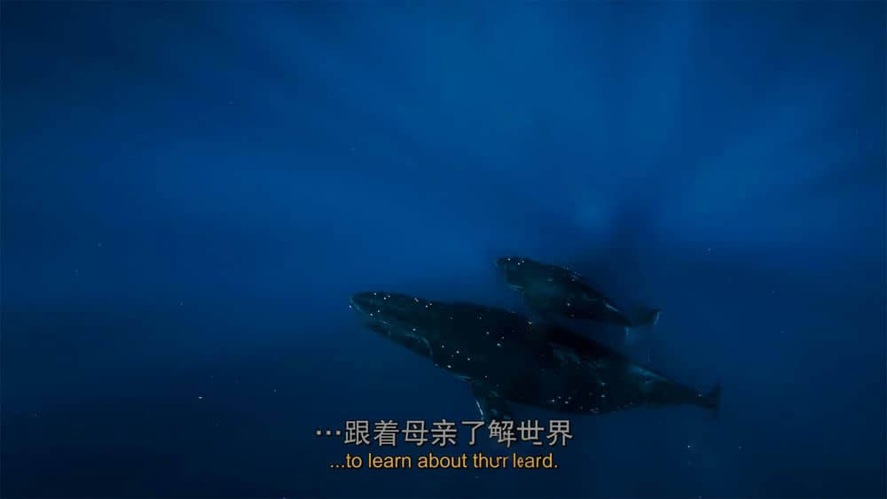 IMAX纪录片《座头鲸 Humpback Whales 2015》[全1集][中英双字][4K][网盘][资源下载]