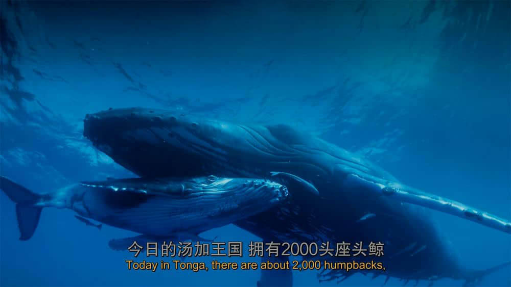 IMAX纪录片《座头鲸 Humpback Whales 2015》[全1集][中英双字][4K][网盘][资源下载]