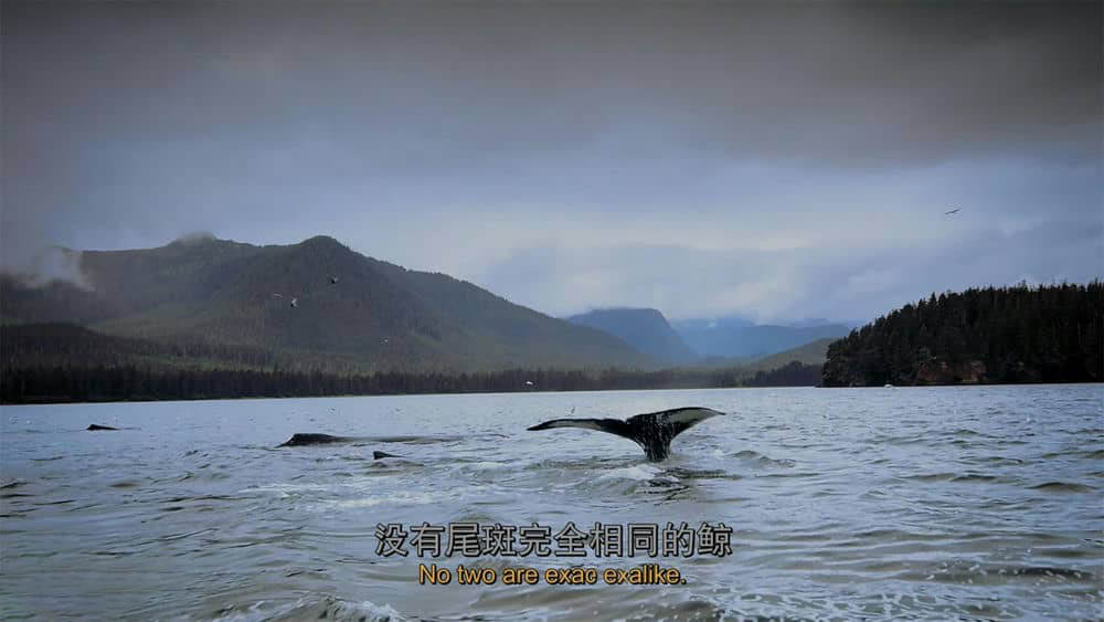 IMAX纪录片《座头鲸 Humpback Whales 2015》[全1集][中英双字][4K][网盘][资源下载]