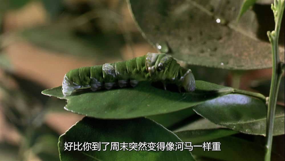 IMAX纪录片《虫子：热带雨林冒险 Bugs!:A Rainforest Adventure 2003》[全1集][无字幕][外挂字幕][3D][1080P][网盘][资源下载]