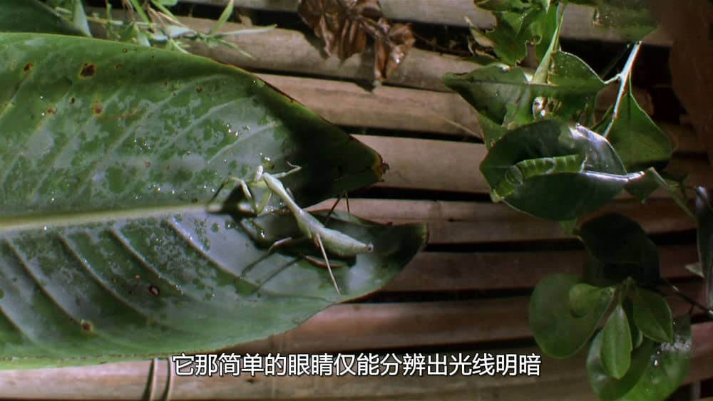 IMAX纪录片《虫子：热带雨林冒险 Bugs!:A Rainforest Adventure 2003》[全1集][无字幕][外挂字幕][3D][1080P][网盘][资源下载]