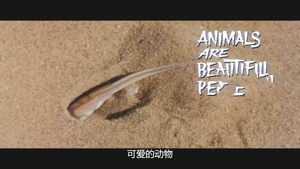 纪录电影《可爱的动物 Animals Are Beautiful People 1974》[中字][720P][网盘][资源下载]