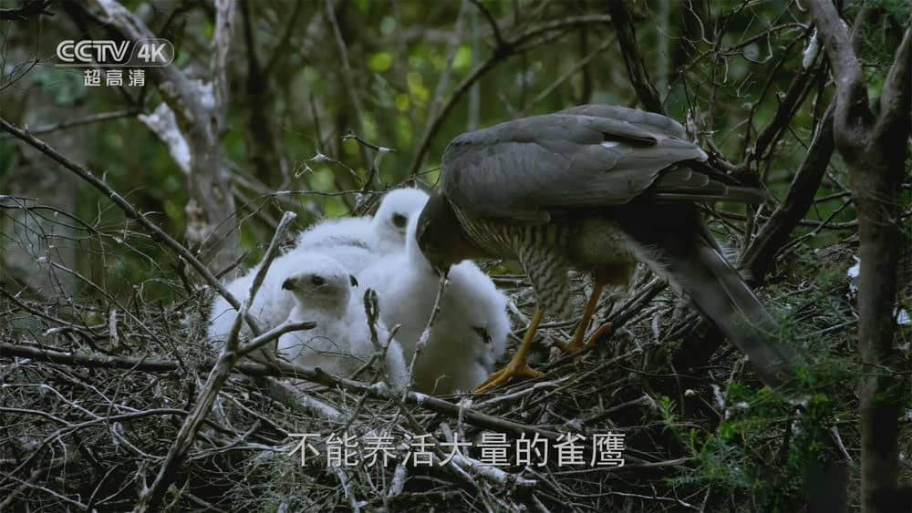 央视译制纪录片《丛林星球 Jungle Planet 2018》[全25集][中字][4K][网盘][资源下载]