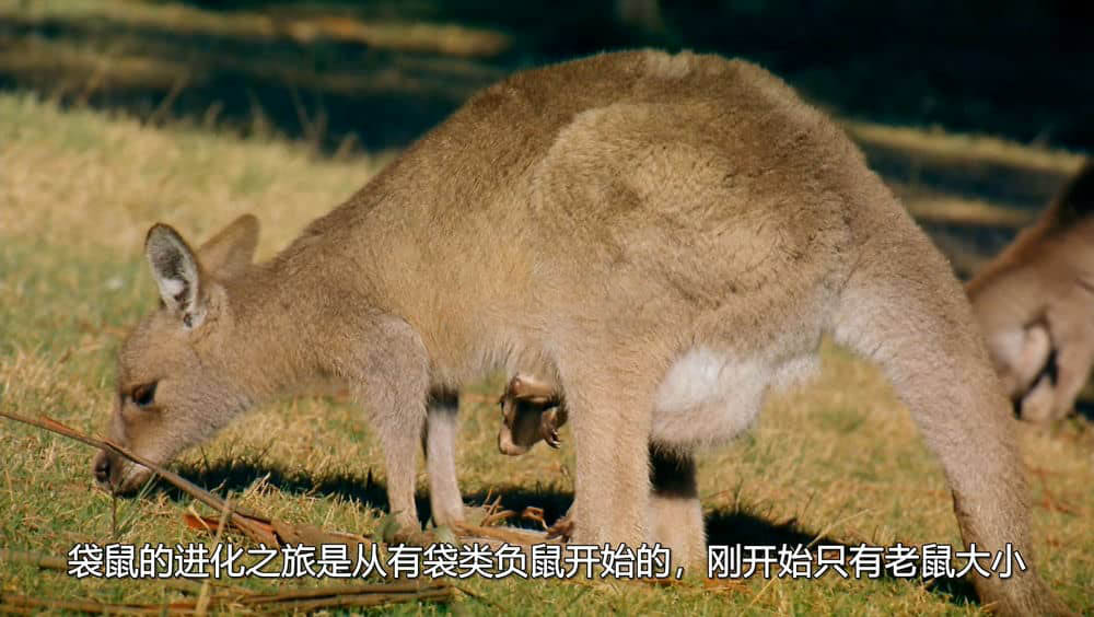 IMAX纪录片《澳洲奇趣之旅 Australia:Land Beyond Time 2002》[全1集][国英双轨]中字[1080P][网盘][资源下载]