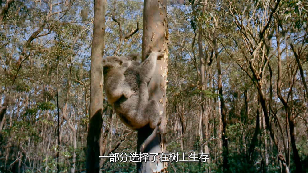 IMAX纪录片《澳洲奇趣之旅 Australia:Land Beyond Time 2002》[全1集][国英双轨]中字[1080P][网盘][资源下载]