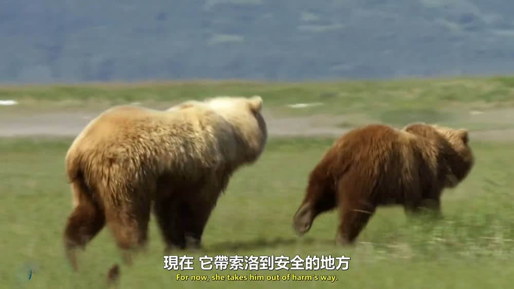 BBC纪录片《灰熊全接触 Great Bear Stakeout 2013》[全2集][无字幕][外挂字幕][1080P][720P][网盘][资源下载]