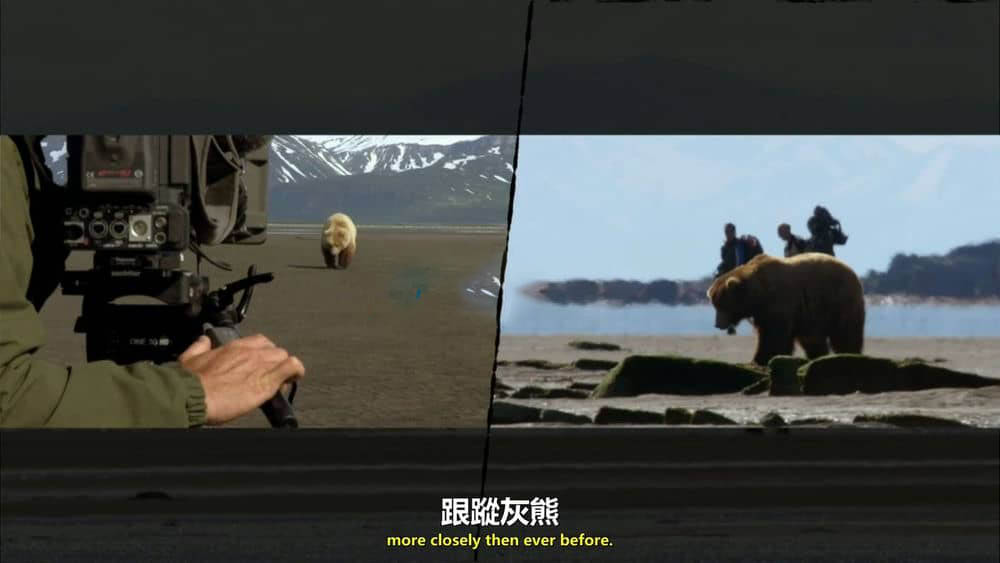 BBC纪录片《灰熊全接触 Great Bear Stakeout 2013》[全2集][无字幕][外挂字幕][1080P][720P][网盘][资源下载]