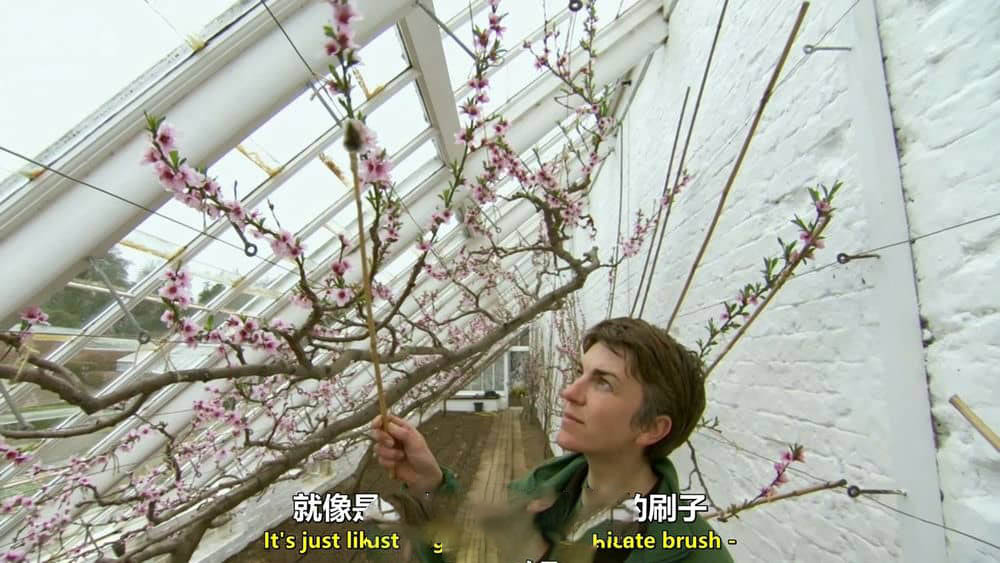 BBC纪录片《海利根失乐园 Heligan:Secrets of the Lost Gardens 2011》[全1集][无字幕][外挂字幕][1080P][720P][网盘][资源下载]