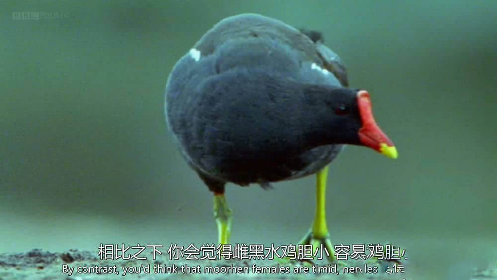 BBC纪录片《自然世界：翠鸟河 Natural World:My Halcyon River 2002》[全1集][无字幕][外挂字幕][720P][网盘][资源下载]