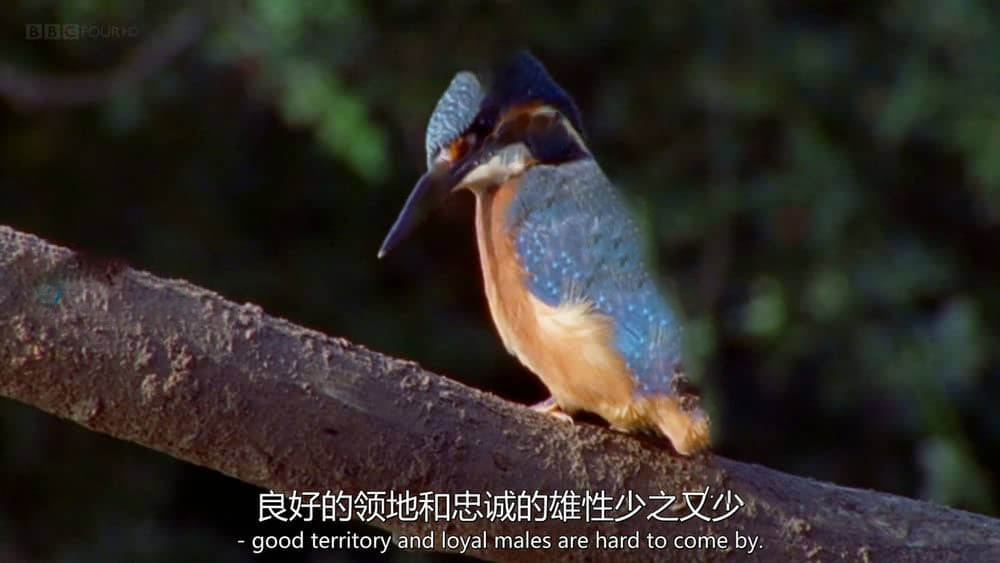 BBC纪录片《自然世界：翠鸟河 Natural World:My Halcyon River 2002》[全1集][无字幕][外挂字幕][720P][网盘][资源下载]