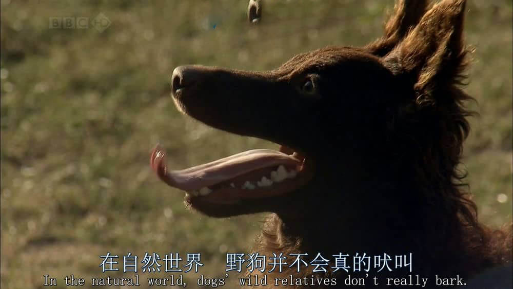 BBC纪录片《狗狗秘闻 The Secret Life of the Dog 2010》[全1集][无字幕][外挂字幕][720P][网盘][资源下载]