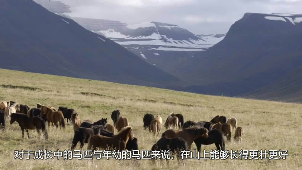 BBC纪录片《冰岛：冰与火的国度 Iceland:Land of Ice and Fire 2015》[全1集][无字幕][外挂字幕][720P][网盘][资源下载]