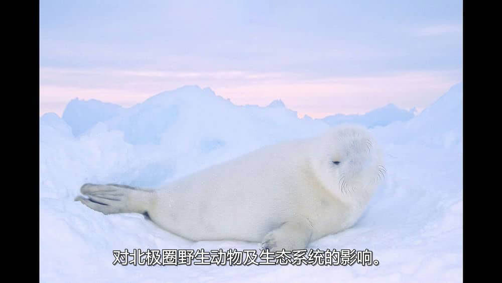 纪录片《我们的地球：北极的故事 Our Planet:The Arctic Story 2011》[全1集][中字][1080P][网盘][资源下载]