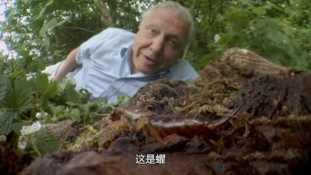 BBC纪录片《灌丛下的生命 Life in the Undergrowth 2005》[全5集][中字][DVD画质][网盘][资源下载]