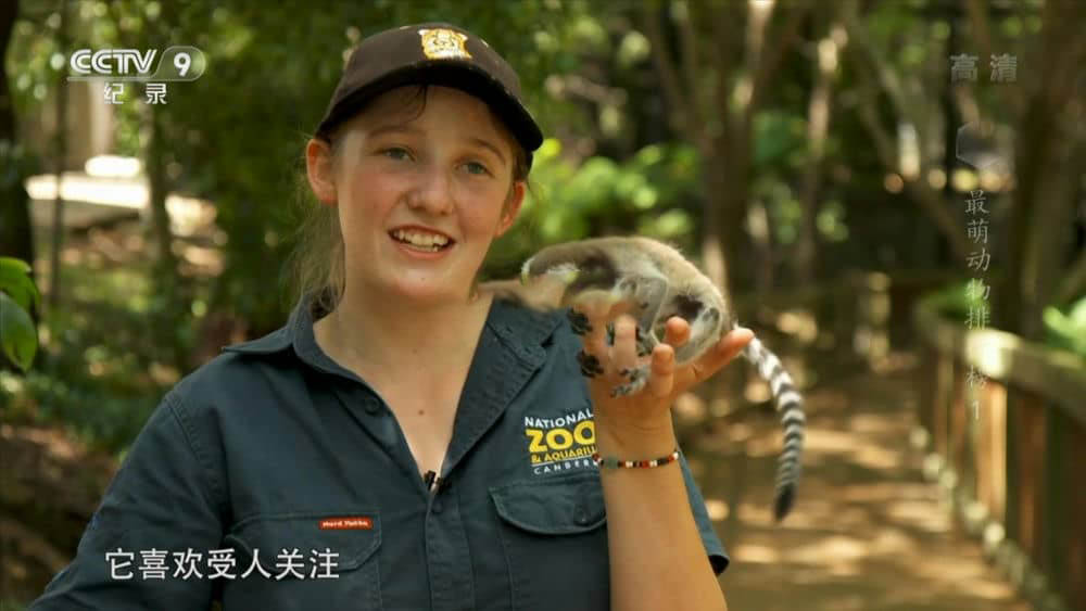 央视译制纪录片《最萌动物排行榜 72大可爱动物 72 Cutest Animals》[全6集][中字][1080P][网盘][资源下载]