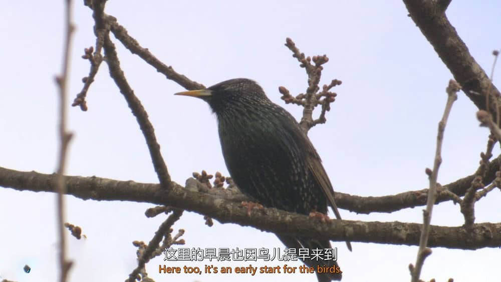 BBC纪录片《鸟类秘闻 鸟的秘密生活 Secret Life of Birds 2012》[全5集][中英双字][1080P][720P][网盘][资源下载]