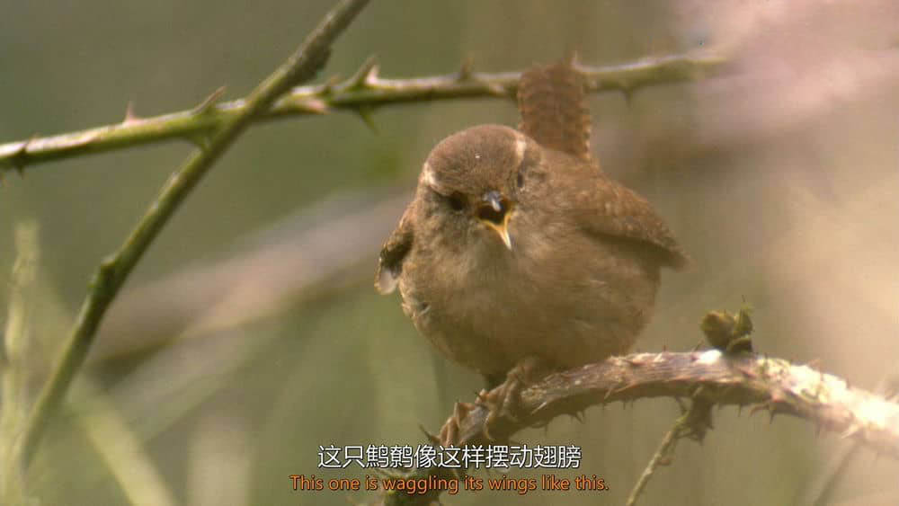 BBC纪录片《鸟类秘闻 鸟的秘密生活 Secret Life of Birds 2012》[全5集][中英双字][1080P][720P][网盘][资源下载]