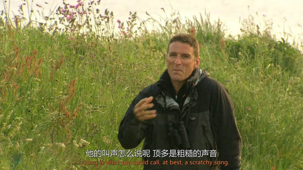 BBC纪录片《鸟类秘闻 鸟的秘密生活 Secret Life of Birds 2012》[全5集][中英双字][1080P][720P][网盘][资源下载]