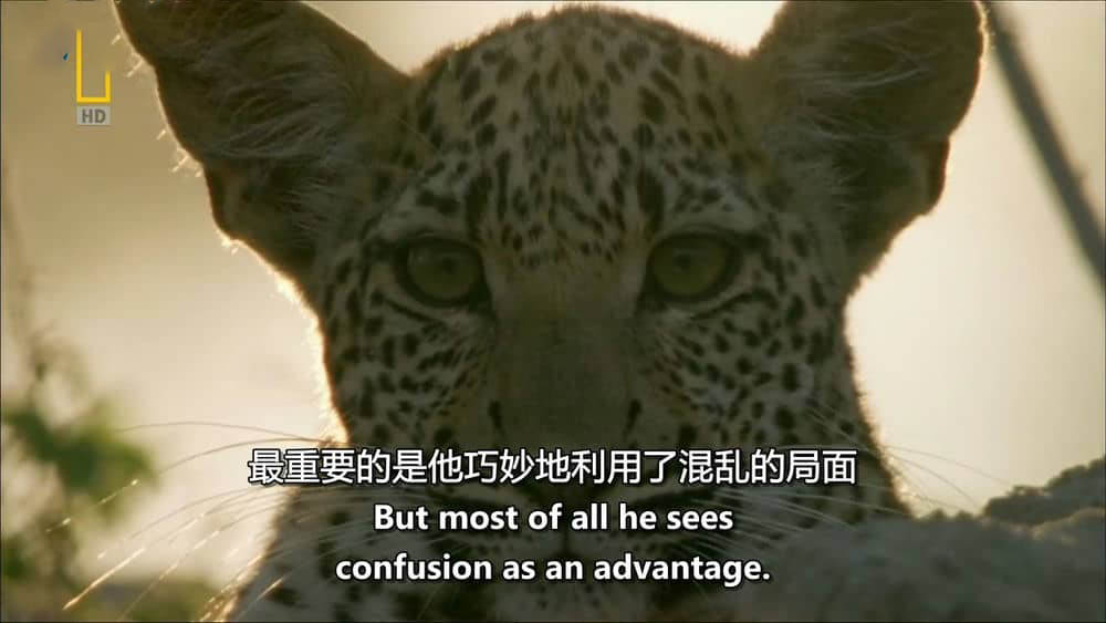 国家地理纪录片《豹的眼睛 Eye of the Leopard 2006》[全1集][无字幕][外挂字幕][720P][网盘][资源下载]