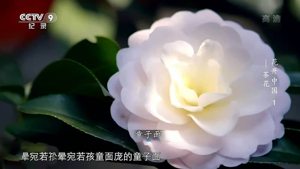 央视纪录片《花开中国 2020》[全5集][中字][1080P][网盘][资源下载]