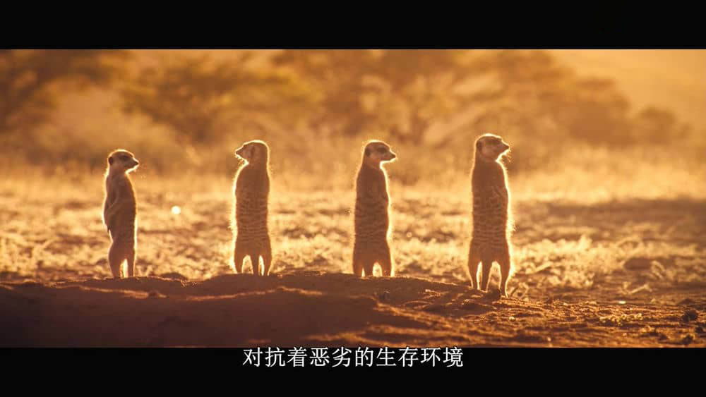 纪录电影《蒙哥 The Meerkats 2008》[中字][1080P][网盘][资源下载]