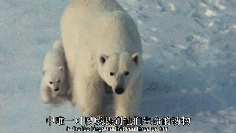 纪录电影《北极故事 Arctic Tale 2007》[无字幕][外挂字幕][1080P][720P][网盘][资源下载]